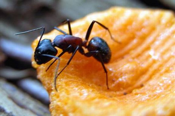 obrázek ke článku Hubíme mravence