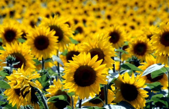obrázek ke článku Slunečnice - slunečnicová semena 