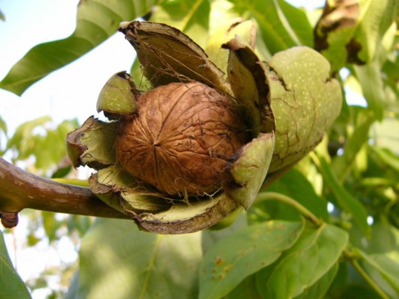 obrázek ke článku Vlašský ořech (Juglans regia), ořešák vlašský, ořešák královský