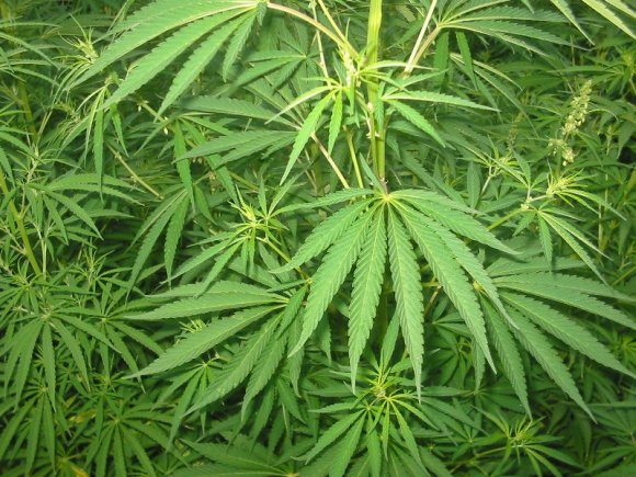 obrázek ke článku Konopí seté (Cannabis sativa L.) 