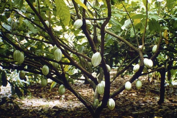 obrázek ke článku Kakaovník pravý (Theobroma cacao) - kakaové boby