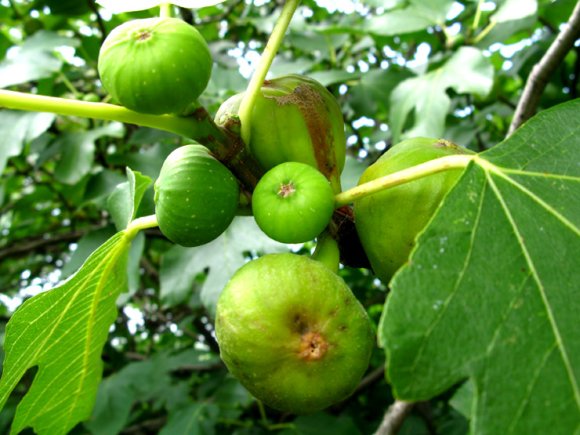 obrázek ke článku Fíkovník (Ficus carica L.) - fíky