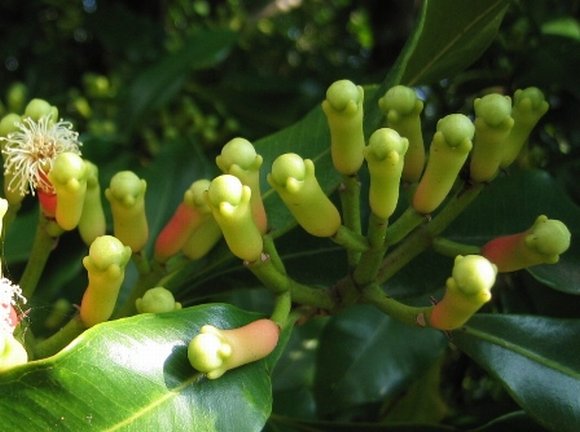 obrázek ke článku Hřebíčkovec vonný – hřebíček květ (Caryophyllus aromaticus L.)