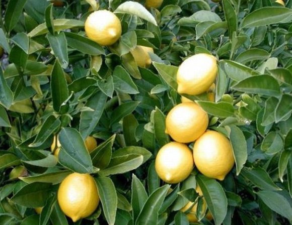 obrázek ke článku Citron - Citroník limonový (Citrus limon)