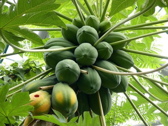 obrázek ke článku Papája (Papája melounová - Carica papaya)